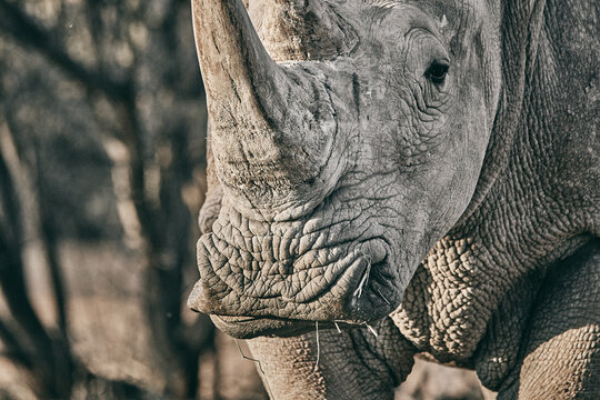Grey rhinoceros in Namibia, close up