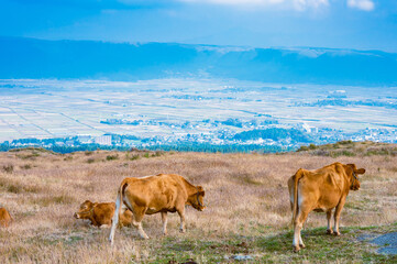 青空の高原の原野に放牧された牛