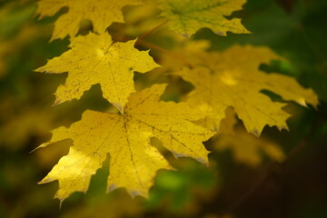 Autumn maple tree with big yellow leaves on the tree.