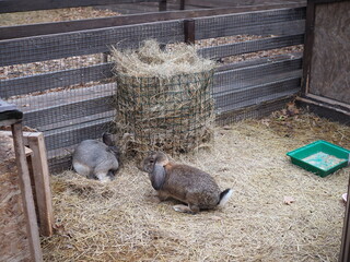 several beautiful fluffy rabbits on the farm in autumn