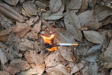 Close up cigarette butt non-smoked carelessly are thrown into dry grass on the ground causing a dangerous forest fire