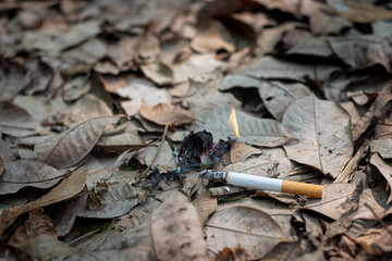Close up cigarette butt non-smoked carelessly are thrown into dry grass on the ground causing a dangerous forest fire