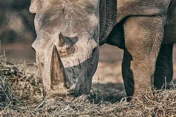 Grey rhinoceros in Namibia, close up
