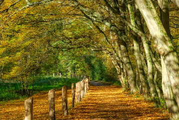 Herbst im Wald mit Weg und Laub bei Haan-Gruiten