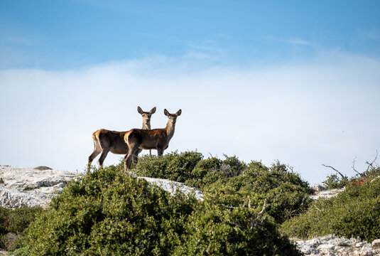 Red Deer In The Mountain With Blue Sky A The Background.