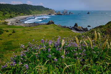 Lupines border view of spectacular coastline view near Brookings, Oregon