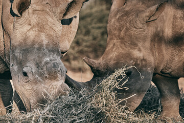 Obraz premium Grey rhinoceros in Namibia, close up