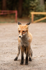 Red Fox near the fence on the territory of the reserve.