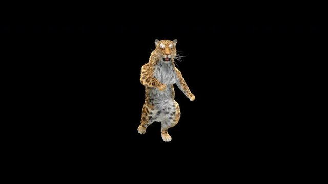 Leopard Dancing CG fur, 3d rendering, animal realistic CGI VFX. composition 3d mapping, cartoon, Included in the end of the clip with Alpha matte.