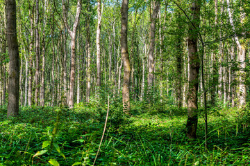 Fototapeta na wymiar Sharsted Wood, Doddington near Sittingbourne in Kent, England
