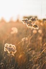 Field landscape in soft rays of sun. Wild flowers are backlit by sunset or sunrise. Warm season or relaxation in nature concept.