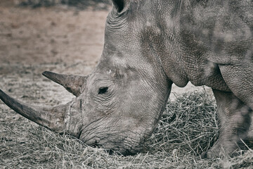 Grey rhinoceros in Namibia, close up