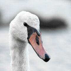 Portrait of a white Swan on the Baltic sea. Natural background.