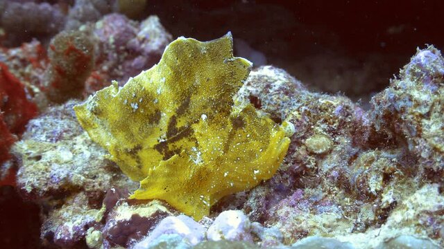 beautiful rare leaf fish on there reef in maldives