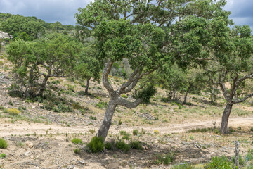 Korkeichen auf der Insel Korsika