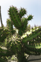 jardín de cactus