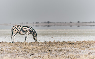 Plakat Zebra in Africa