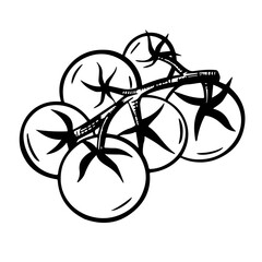 Hand sketch vector tomato. Detailed vegetarian food sketch. Outline tomato illustration. Vintage sketch.Tomato single. Vector engraved illustration isolated on white background.