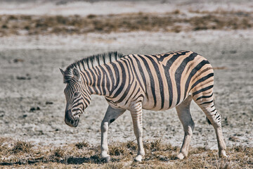 Obraz na płótnie Canvas Zebra in Africa