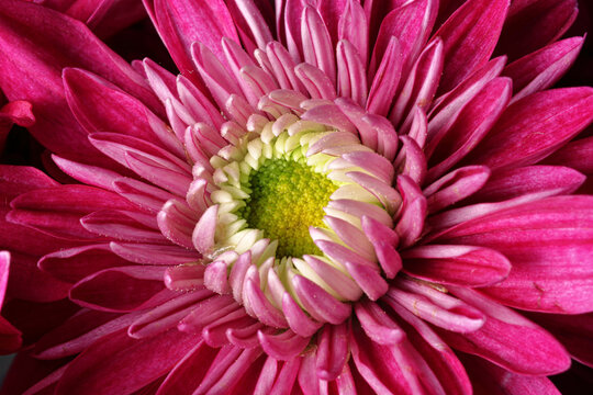 Fotografia macro di un fiore di crisantemo con granelli di polline sui petali.
