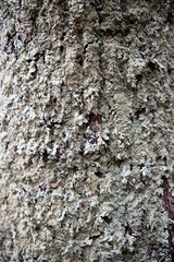 bark of a tree