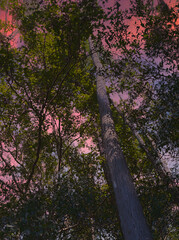 High Dynamic Range vertical photo of a sunset looking up 3