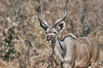 Beautiful animal in Namibia
