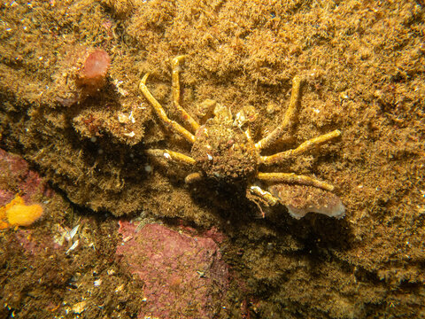 A closeup picture of a European spider crab on a wall. Picture from the Weather Islands, Skagerack Sea, western Sweden
