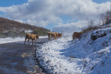 Cows at the mountain with snow