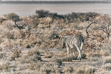 Obraz premium Zebra in Africa