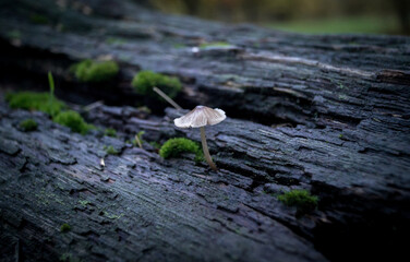 Pilz auf einem Baum im Herbst