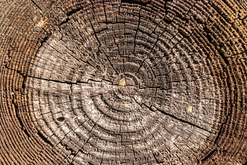 Wooden surface of cut oak timber with annual circles closeup