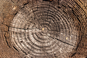 Naklejka premium Wooden surface of cut oak timber with annual circles closeup