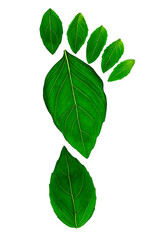Foot that is made up of basil 