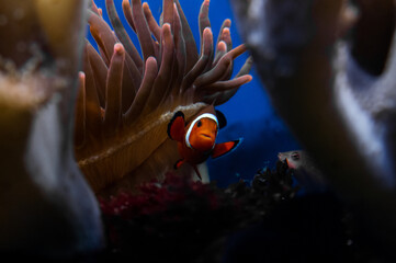 Clown fish in aquarium among coral