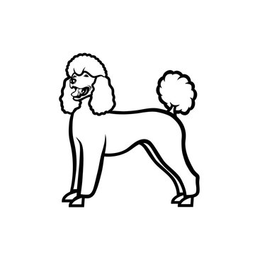 Poodle dog - isolated vector illustration
