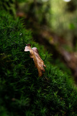 Vibrant Green Moss in the forest