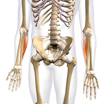 Flexor Carpi Ulnaris Lower Arm Muscle in Isolation on Male Human Skeleton, 3D Rendering on White