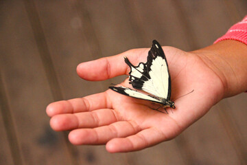 main enfant papillon