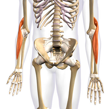 Brachioradialis Lower Arm Muscles Isolated on Male Human Skeleton, 3D Rendering on White