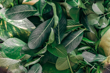 Fototapeta na wymiar Nature background made with green leaves
