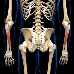 Lower Arm Extensor Carpi Ulnaris Muscles Isolated on Male Human Skeleton, 3D Rendering on Black Background - obrazy, fototapety, plakaty