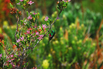 Africa- Close Up of a Beautiful Double Collared Sunbird