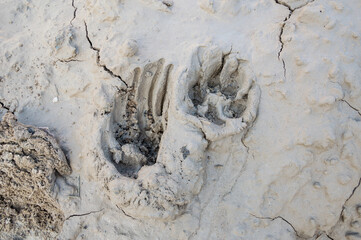 Traces of dog paws in the fresh concrete. The view from the top.