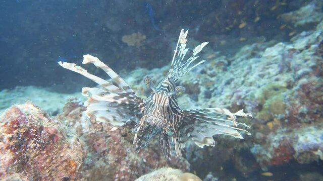 lionfish on the reef in maldives