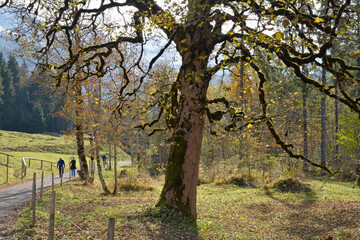 knorriger baum