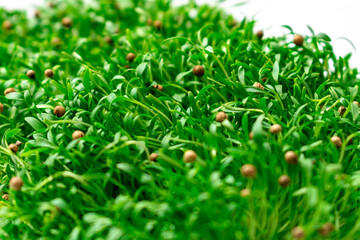 Sprouted mustard seeds. Sprouts for proper nutrition.