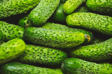 Cucumbers from farmers market. Organic village vegetables. Fresh cucumbers. Pickle cucumbers. Organic vegetables. Salad ingredients.