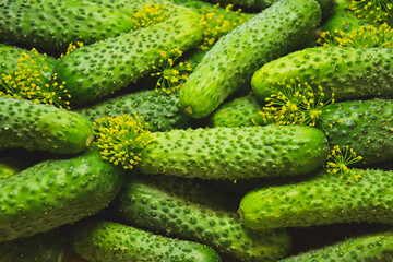 Cucumbers with dill from farmers market. Organic village vegetables. Fresh cucumbers ready for canning. Pickle cucumbers.