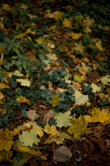 fallen leaves in the forest